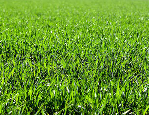 Videoanleitung: Allgemeine Rasenpflege