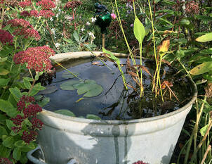 Videoanleitung: Miniteiche in Gefässen