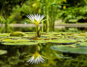 Videoanleitung: Allgemeine Teichpflege