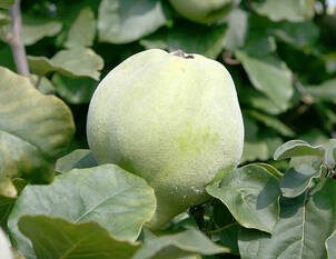 Videoanleitung: Winterschnitt bei jungen Kernobstbäumen