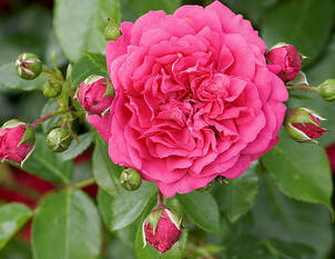 Videoanleitung: Winterschnitt bei Kletterrosen