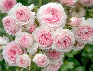 Videoanleitung: Winterschnitt bei Bodendeckerrosen