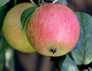 Videoanleitung: Erhaltungsschnitt bei Kernobstbäumen. 