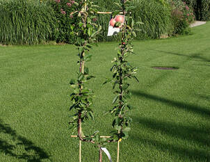 Videoanleitung: Winterschnitt von Spalierobstbäumen