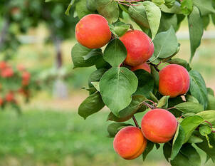 Videoanleitung: Erziehungschnitt bei jungen Steinobstbäumen. 