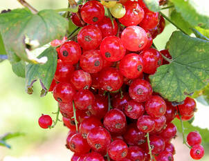 Videoanleitung: Winterschnitt bei Johannisbeeren