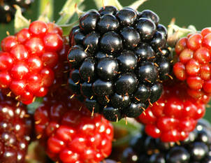 Videoanleitung: Winterschnitt bei Brombeeren