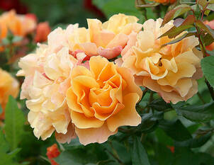 Videoanleitung: Winterschnitt bei Beetrosen