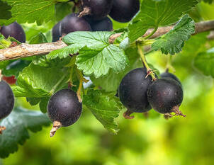 Videoanleitung: Winterschnitt bei Jostabeeren