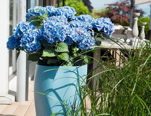 Videoanleitung: Überwinterung von nicht winterharten Kübelpflanzen