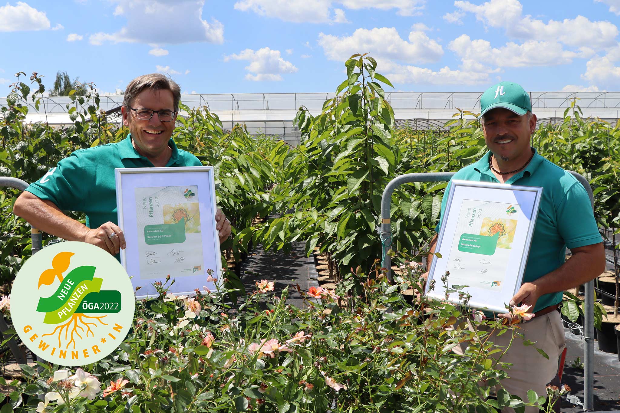 Rose 'Jojo® Peach' und Süsskirsche 'Swing®' mit Award