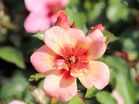 Rosa 'Jojo® Peach'
