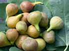 Ficus carica 'Violetta®'