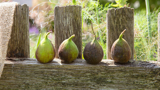 Mit ihrem hohen Kalium- und Calciumgehalt ist die Feige nicht nur gesund, sondern auch äusserst schmackhaft.