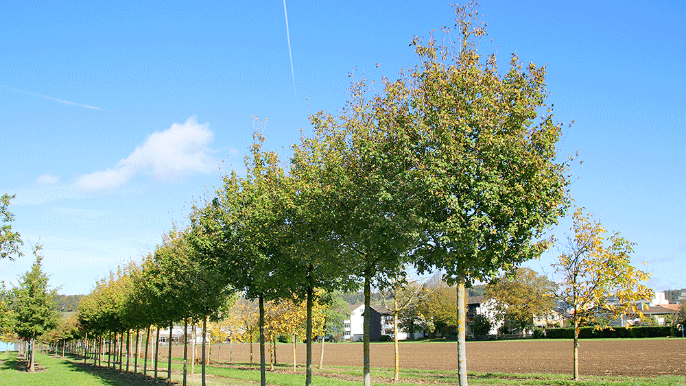 Je nach Art und Sorte des Alleebaums sind die verschiedensten Kronenformen möglich: Breit rund, breit oval, kegelförmig und vieles mehr. Hier zu sehen sind Acer campestre 'Elsrijk'.