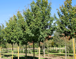 Haus- und Alleebäume