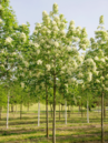 Fraxinus ornus 'Louisa Lady'