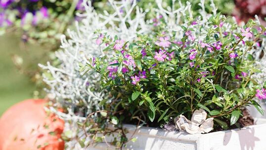 Bei der Japanischen Scheinmyrthe bilden die farbenfrohen Blüten einen schönen Kontrast zu den immergrünen Blättern.