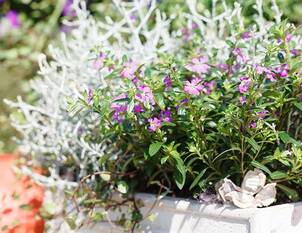  Die Renaissance von altbewährten Klassikern der Beet- und Balkonpflanzen