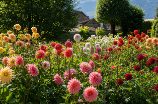 Kaum eine Sommerblume begeistert mit einer vergleichbaren Blütenfülle wie die Dahlie.