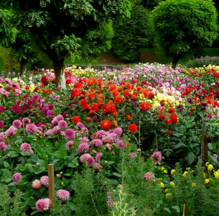 Kaum eine Sommerblume begeistert mit einer vergleichbaren Blütenfülle wie die Dahlie.