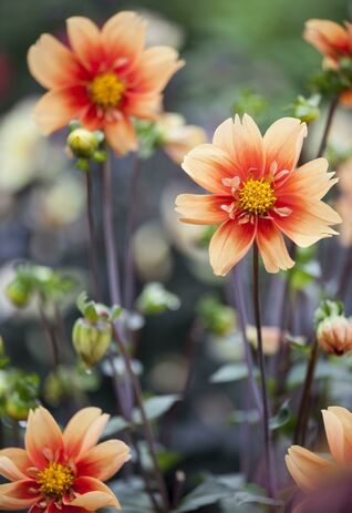 Von Juli bis zu den ersten Frösten im Herbst verwandelt sie Beete, Terrassen und Balkone in farbenfrohe Blickfänge. 