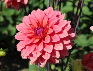 Dahlien – Blütenpracht für den Sommergarten