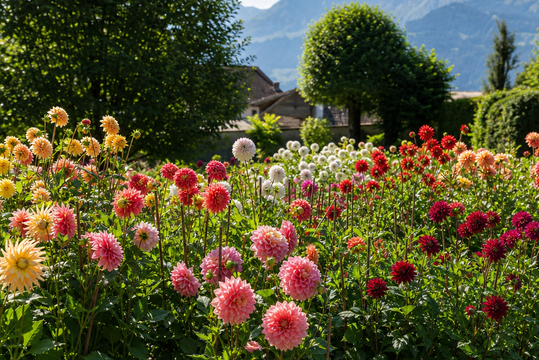 Kaum eine Sommerblume begeistert mit einer vergleichbaren Blütenfülle wie die Dahlie.