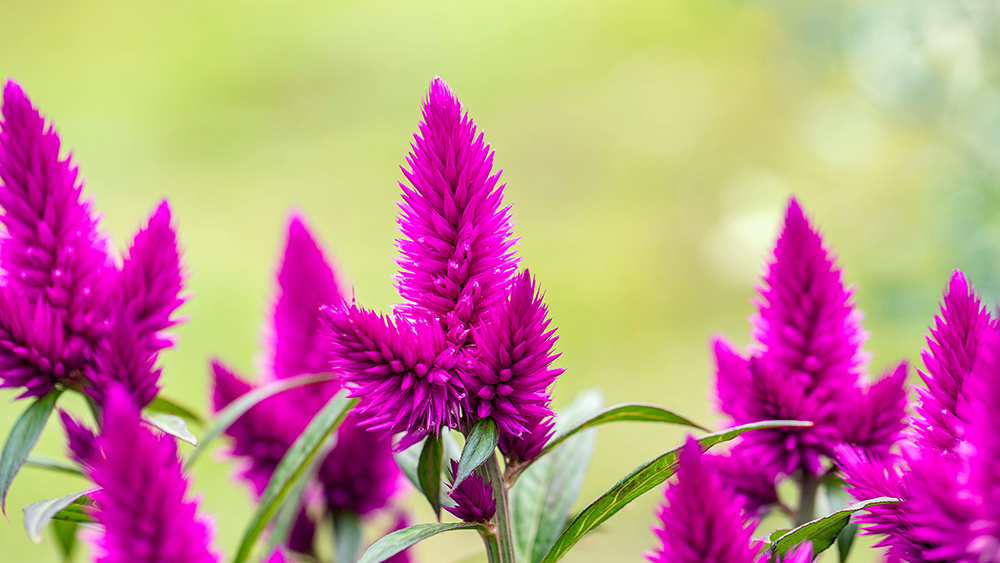 Federbusch  Celosia argentea | Hauenstein AG