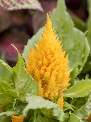 Das Aussehen des Federbuschs hängt von seiner Sorte ab; gerade farblich gibt es aber viele unterschiedliche Varianten.