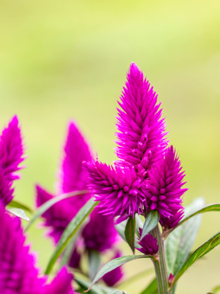 Die ursprüngliche Form des Federbusches hat rötlich bis silberfarbene Blüten – deswegen wird er bis heute noch als «Silber-Brandschopf» bezeichnet.