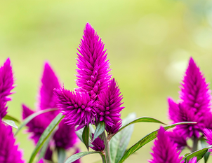 Federbusch – Celosia argentea