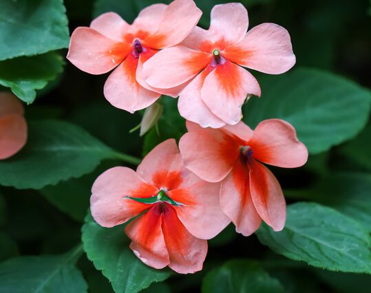 Impatiens (Fleissiges Lieschen) – Blütenstarke Sommerpflanze mit leuchtenden Farben und langer Blütezeit.