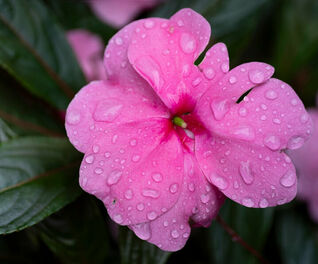 Impatiens walleriana – Kompakt wachsendes Fleissiges Lieschen mit reicher Blüte für schattige bis halbschattige Standorte.