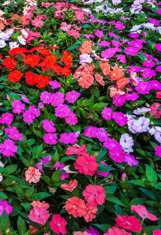 Impatiens walleriana – Farbenfrohe Blütenvielfalt in dichten Pflanzungen, ideal für schattige Beete und Balkonkästen.