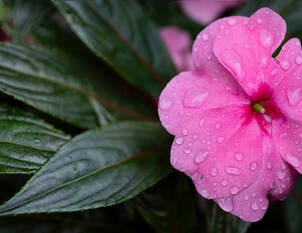Impatiens (Fleissiges Lieschen) – Blütenfreude für Schatten & Balkon