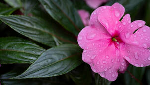 Impatiens (Fleissiges Lieschen) – Blütenfreude für Schatten & Balkon