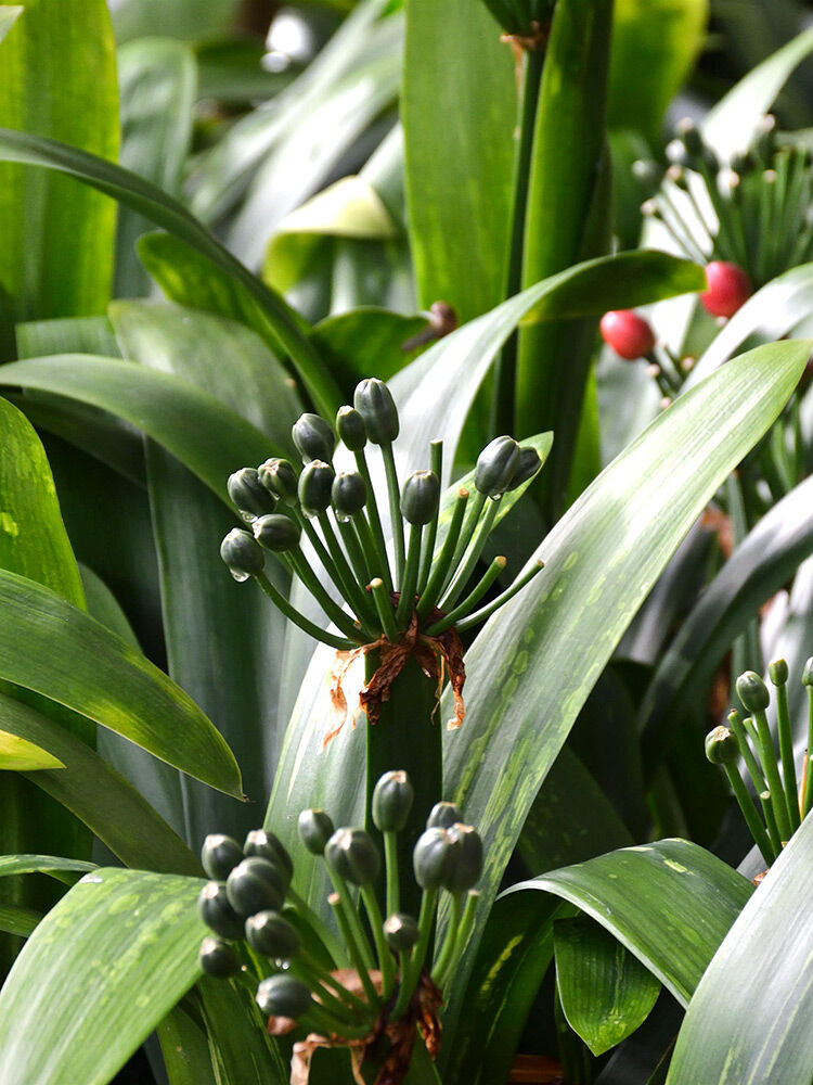 gageana variegata 4