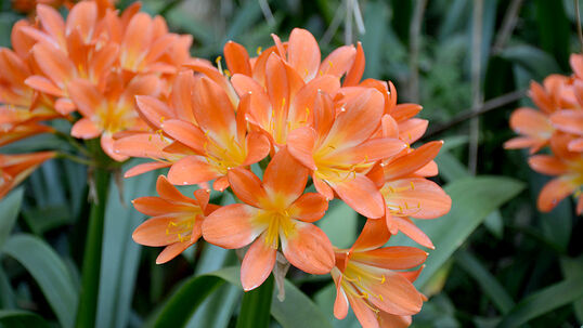 Im Spätwinter und Frühjahr ist die Klivie der Star unter den Zimmerpflanzen. Foto © PlantaPro