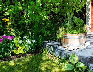 Wasserpflanzen für Gefässe und Kübel – Mini-Teich gestalten