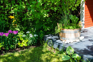 Mini-Teich im Holzfass – dekorativ bepflanzt und ein wertvoller Lebensraum für Insekten im Garten und auf der Terrasse
