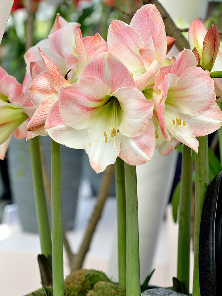 Ritterstern (Amaryllis)  Hippeastrum | Hauenstein AG