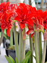 Der Ritterstern (Hippeastrum) wird vom Profi wie auch vom Hobbygärtner häufig mit dem falschen Namen Amaryllis bezeichnet. Grund: Vor vielen Jahren hiess er so.