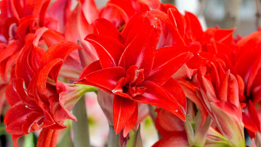 Der Ritterstern (Hippeastrum) wird vom Profi wie auch vom Hobbygärtner häufig mit dem falschen Namen Amaryllis bezeichnet. Grund: vor Jahren hiess er so.
