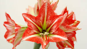 Ritterstern (Amaryllis) – Hippeastrum