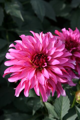 Die Pflanztiefe und der Abstand variieren je nach Art. Dahlien werden etwa zehn Zentimeter tief eingesetzt, Gladiolen zehn bis fünfzehn, Lilien zehn bis zwanzig Zentimeter.