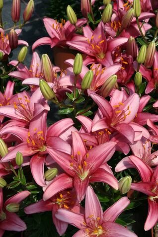 Lilien tragen Blüten von Juni bis August und sind sehr beliebte Schnittblumen.