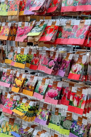 In unseren Gartencentern finden Sie eine grosse Auswahl an Blumenzwiebeln und Knollenpflanzen.