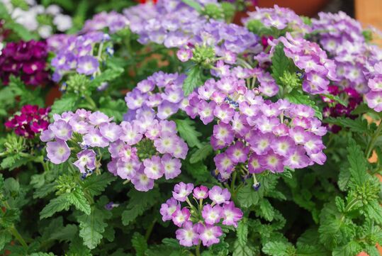 Verbena-Hybriden Sorten