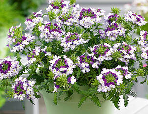 Sommerflor Verbena